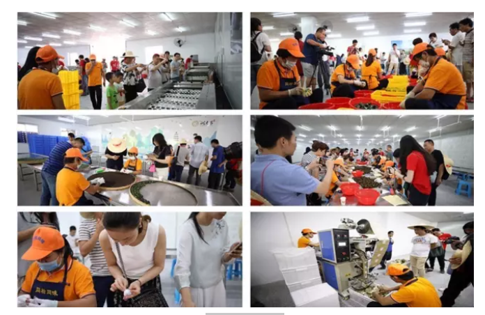 体验润元昌小青柑制作