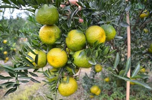 润元昌柑普茶甜润净爽-2