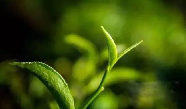 润元昌普洱茶春茶-4