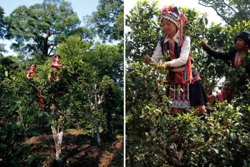 润元昌普洱茶春茶-5