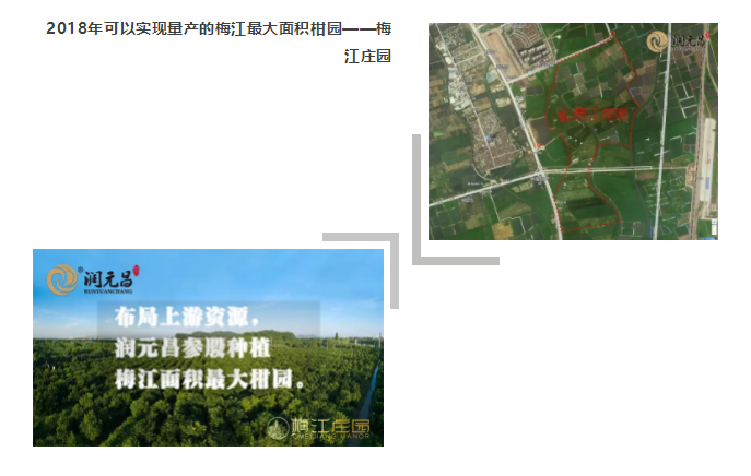 2018年可以实现量产的梅江最大面积柑园——梅江庄园