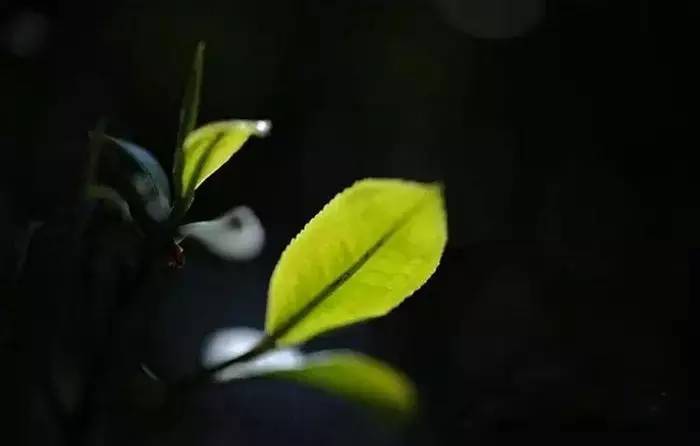 润元昌普洱茶茶树-1