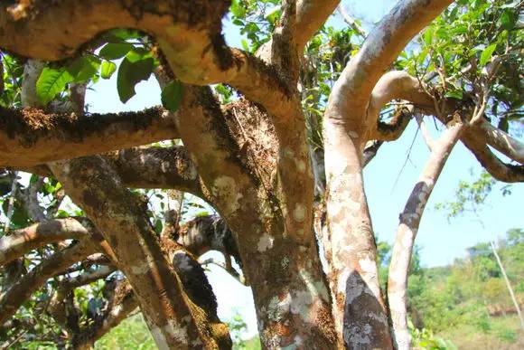 润元昌普洱茶茶树-2