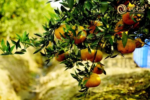 润元昌圈枝柑.webp