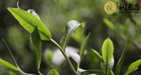 润元昌制茶-2