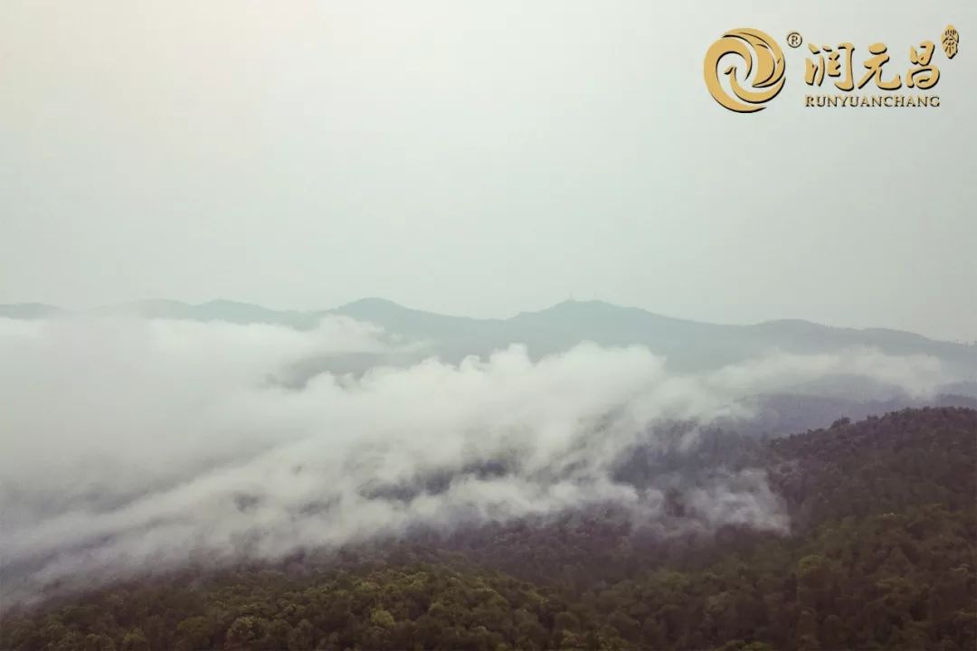 润元昌茶厂普洱茶-2