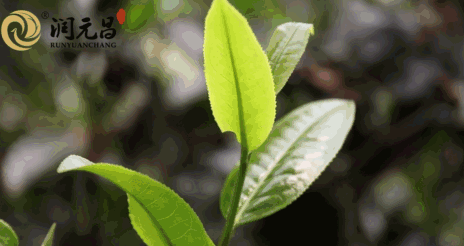 润元昌茶厂普洱茶-3