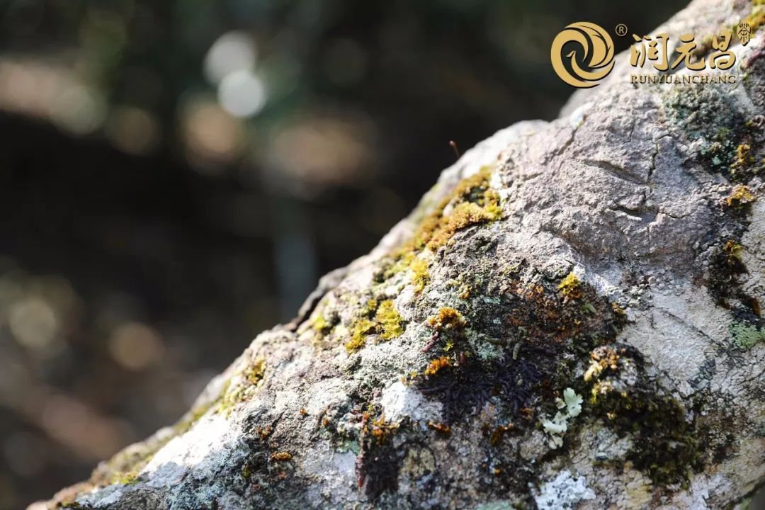 润元昌茶厂普洱茶-4