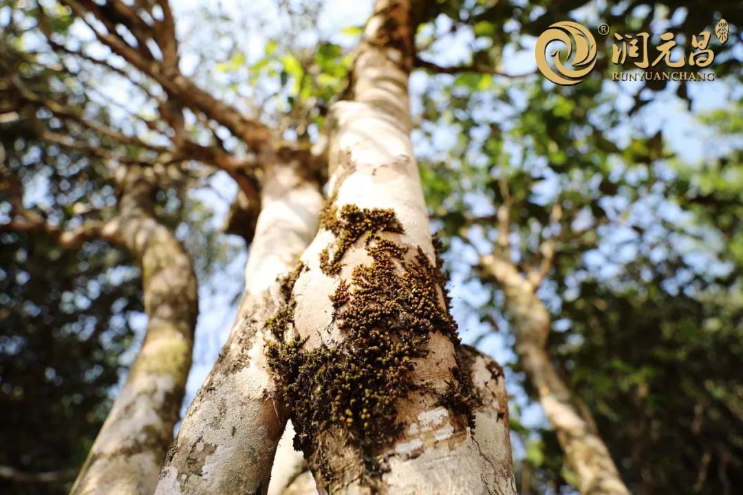 润元昌茶厂普洱茶-5