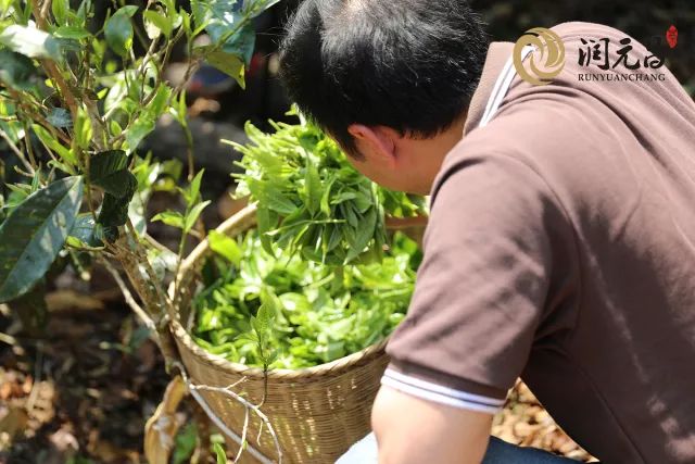 润元昌茶厂普洱茶-6