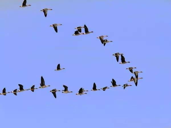 润元昌普洱茶节气喝茶-6