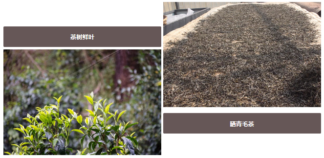 润元昌普洱茶-1