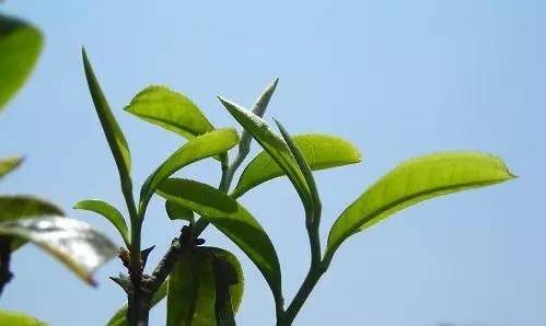 润元昌普洱茶新会陈皮普洱-1