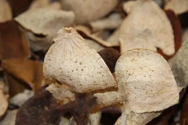 润元昌普洱茶新会陈皮普洱-4