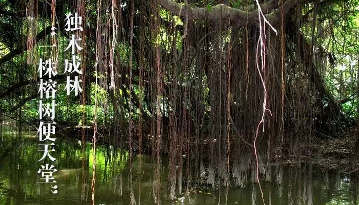 润元昌新会柑普茶-5