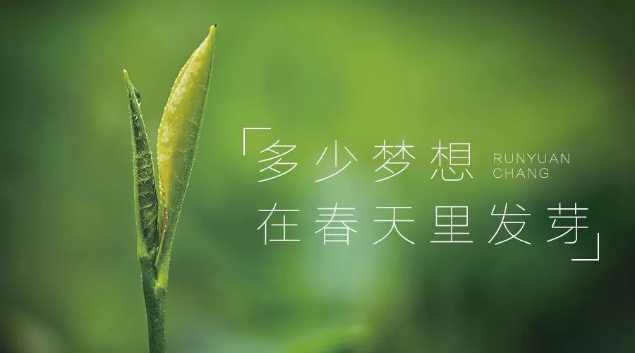 r润元昌春茶发酵的熟茶-1