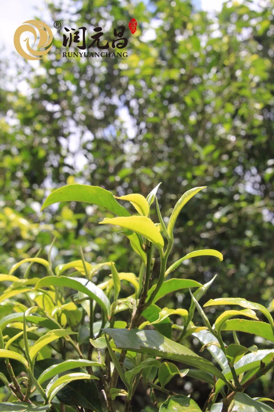 r润元昌春茶发酵的熟茶-2