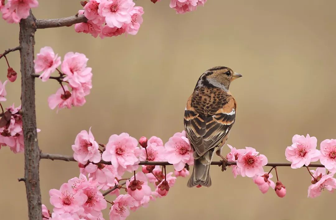 r润元昌春茶发酵的熟茶-3