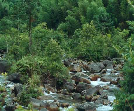 华南虎保护区人工林改造提升及生态公益林规划设计方案