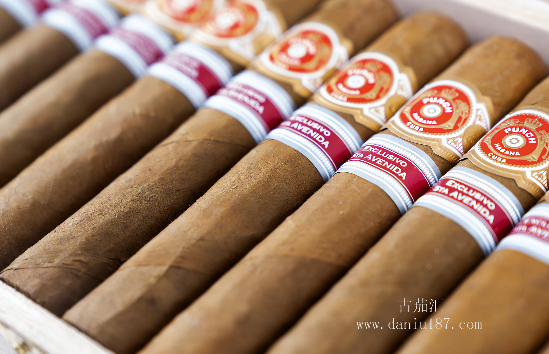 punch-preferidos-edicion-regional-5ta-avenida-2018-box-3