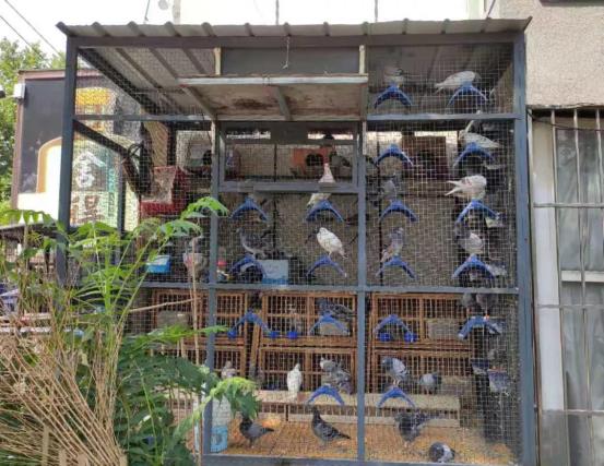 小区养鸽子,这事你咋看?