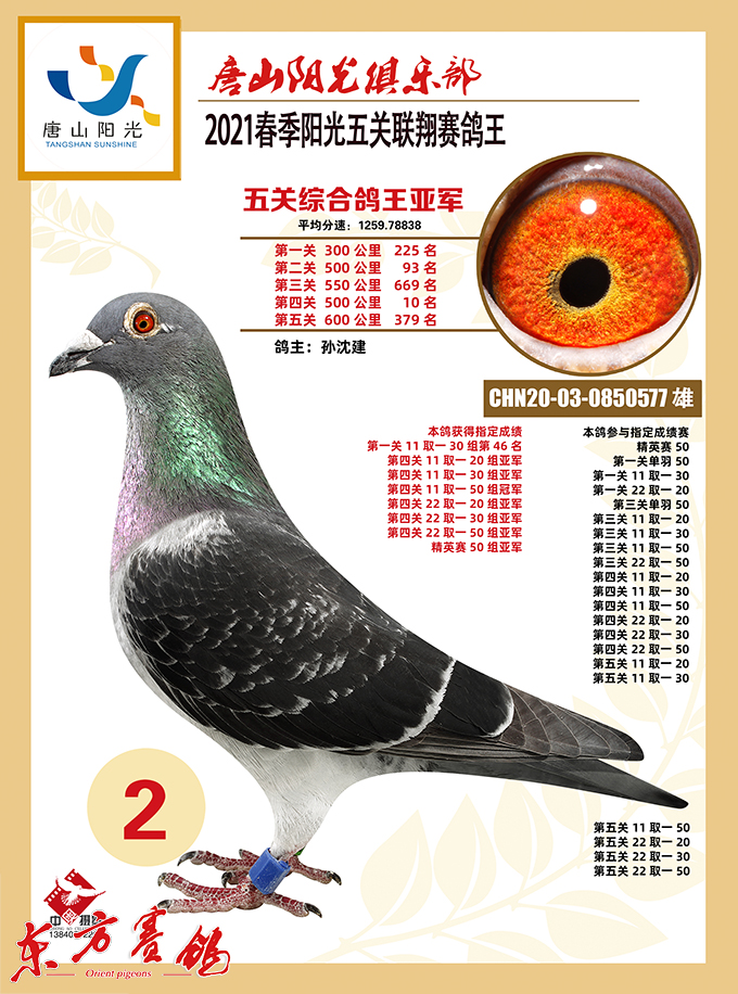 淘尽黄沙始见金唐山阳光两场春赛172羽鸽王即将开拍