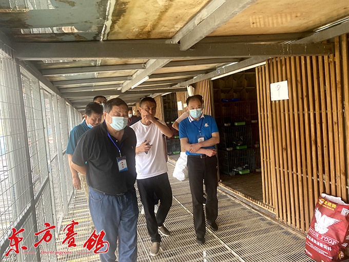 雲外水莊公棚華麗轉身更上一層樓江蘇省信鴿協會長張辰方一行到雲外水