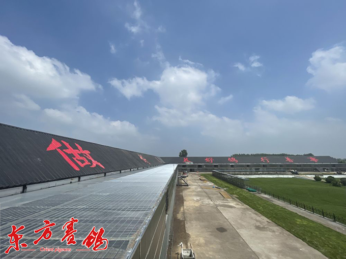 公棚鸽友情相依四海鸽友爱开尔开尔春棚首届107天收鸽12769羽