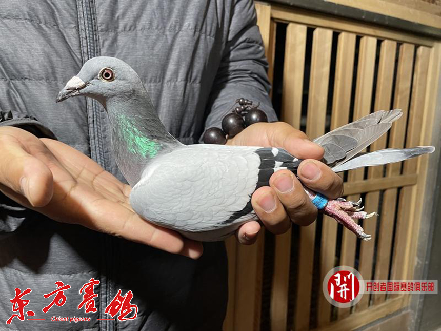 以上照片是对张宝良鸽舍当日归参赛鸽的入户抽检以上照片是对洪潮鸽舍
