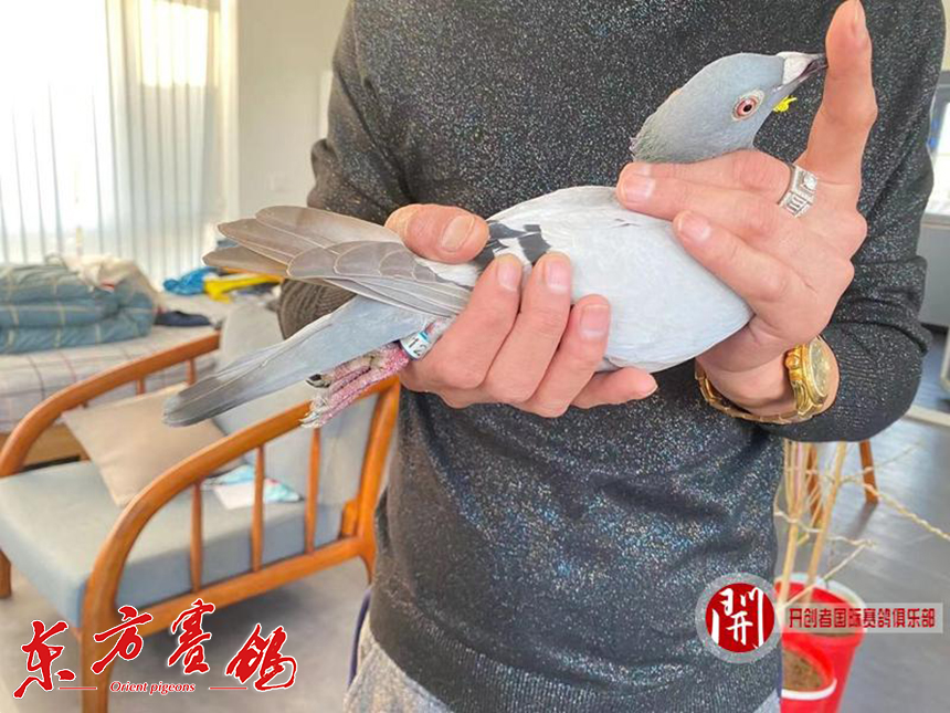 北京张宝良赛鸽图片图片