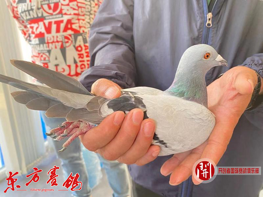 开创者东部四关综合郝建封王单关张宝良摘桂开创者北京东部赛区第四关