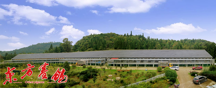 风景区开笼放飞,4715羽鸽子参赛,开笼时天气为晴天间多云,公棚所在地