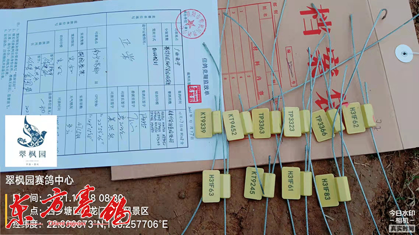 再好的鸽子也怕雾决赛两日归巢458羽贵州翠枫园决赛遭遇冰火两重天