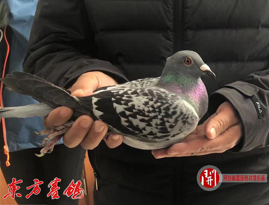 北京张宝良赛鸽图片图片