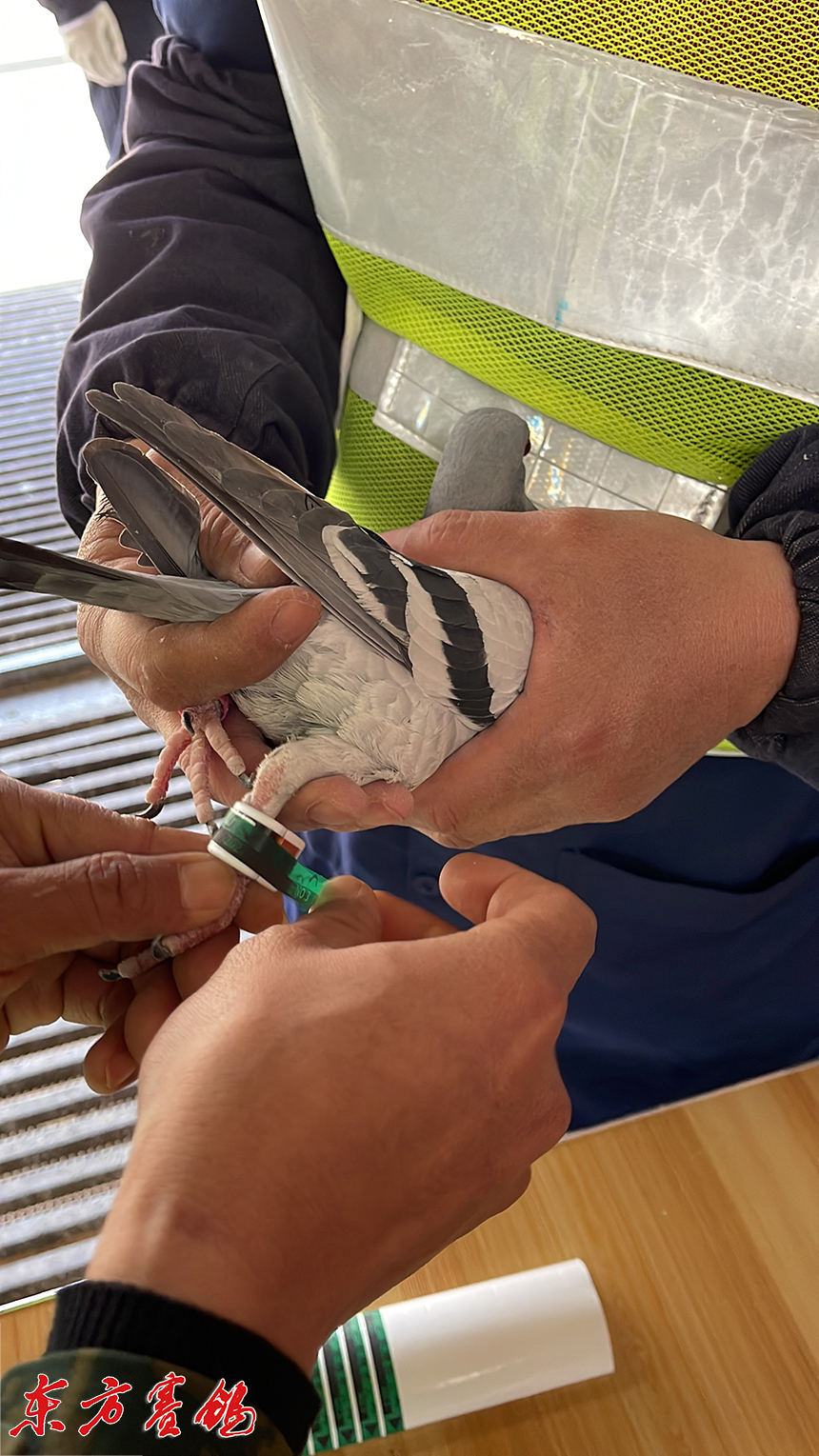 渤海岸磁暴风急020202追风鸟神勇凯旋开尔春棚400公里第二关