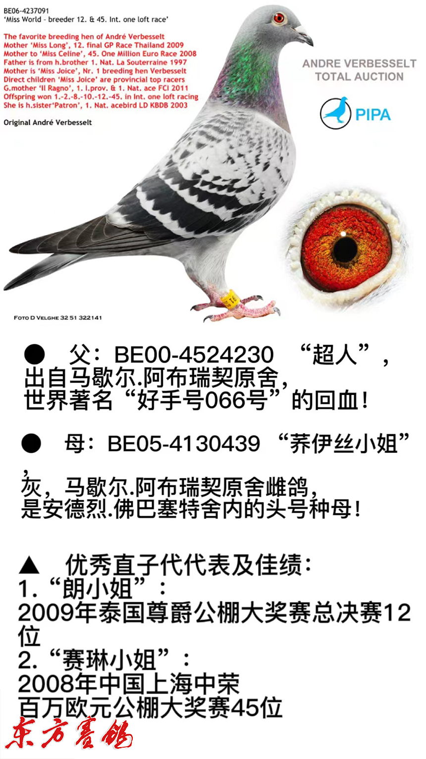 江苏海燕鸽舍的公棚寄养棚地方赛三栖赛鸽传奇--中国信鸽协会官方