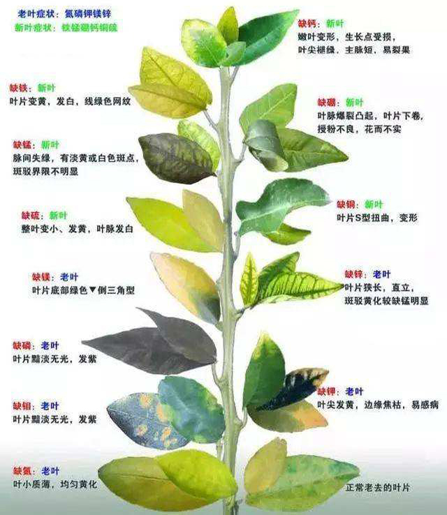 植物缺素口诀图片