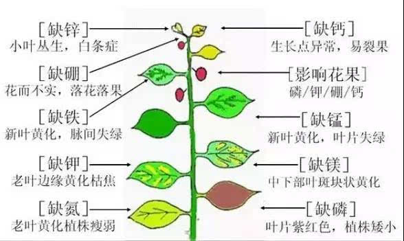 植物所需元素最全詳解《三》—— 缺素症狀與缺素症檢素表-中科禾一