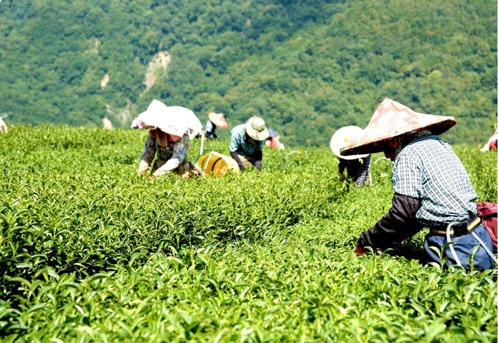 Step1采摘茶菁