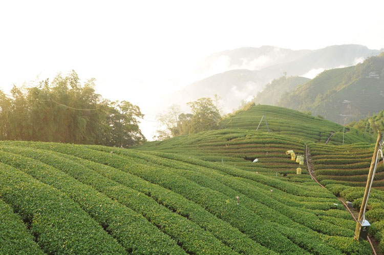 杉林溪茶园