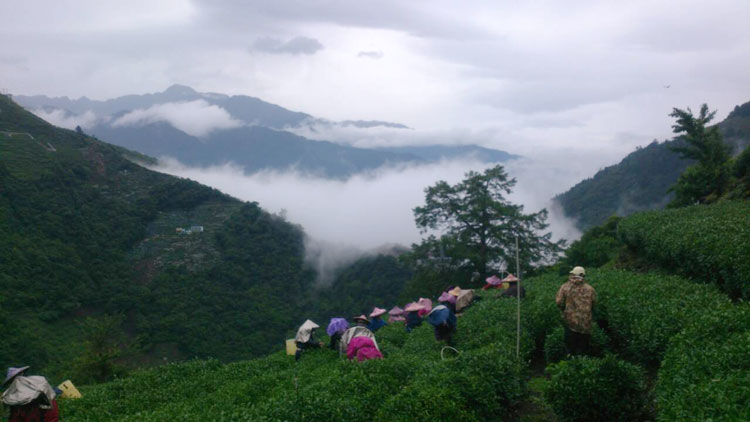 大禹岭茶园