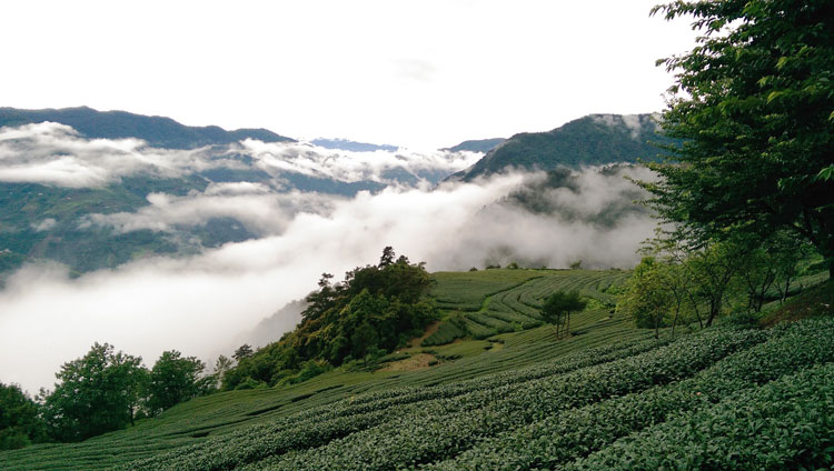 梨山茶园