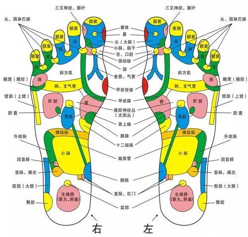 6条经络的起点和终点脚底有60余个穴位中医认为脚是人体的第二心脏