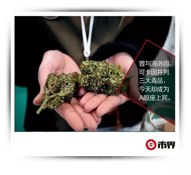 工业大麻中国“圈地”：曾为三大毒品之一，如今成为A股座上宾