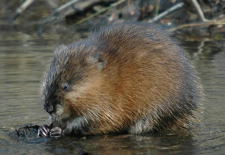 青根貂不是貂它是皮草行业中对它的一种俗称叫法而已绝对不是水貂