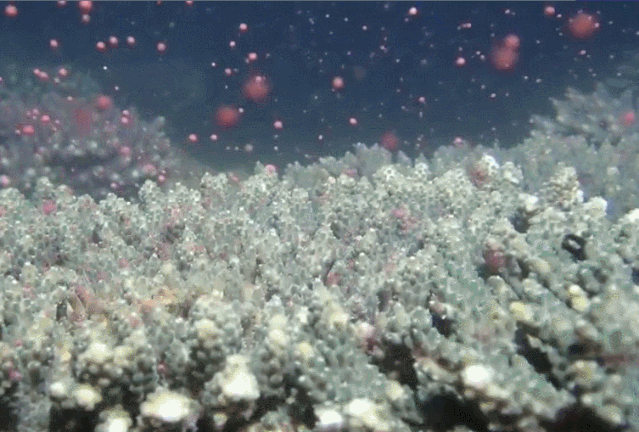 珊瑚排卵-4