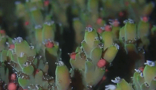 珊瑚排卵-6