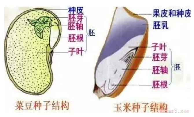 生物蚕豆种子结构图图片