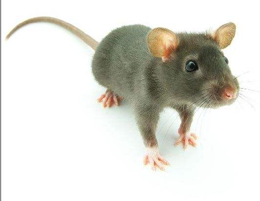 老鼠1