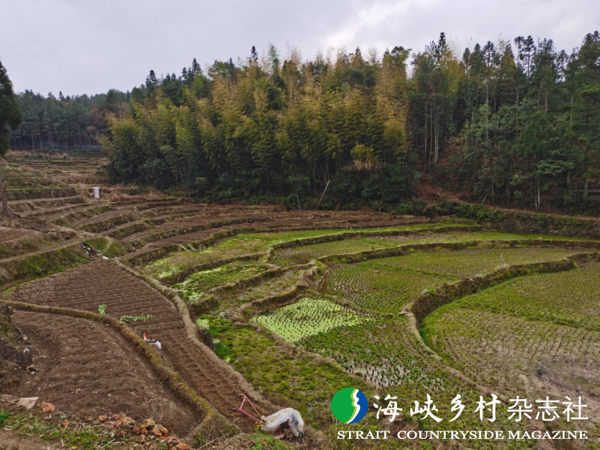 柘荣:全面整治撂荒地 复耕复垦变良田-《海峡乡村》杂志社官网